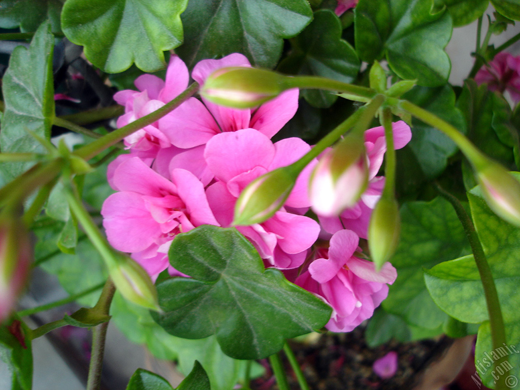 Pink Colored Pelargonia -Geranium- flower.
