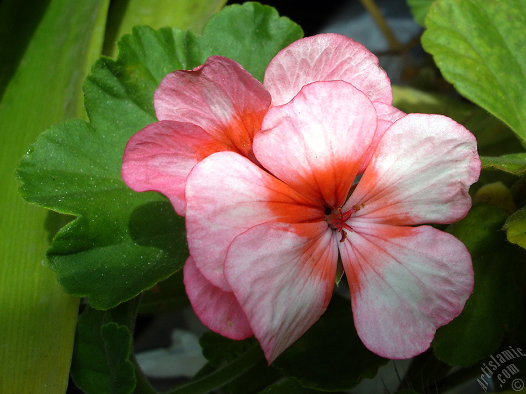 Pink and red color Pelargonia -Geranium- flower.
