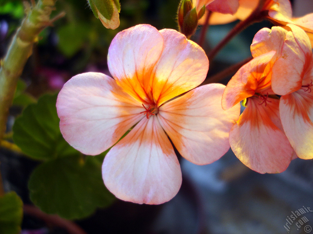 Pink and red color Pelargonia -Geranium- flower.
