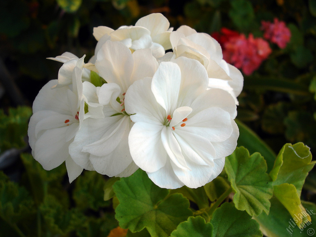 White color Pelargonia -Geranium- flower.
