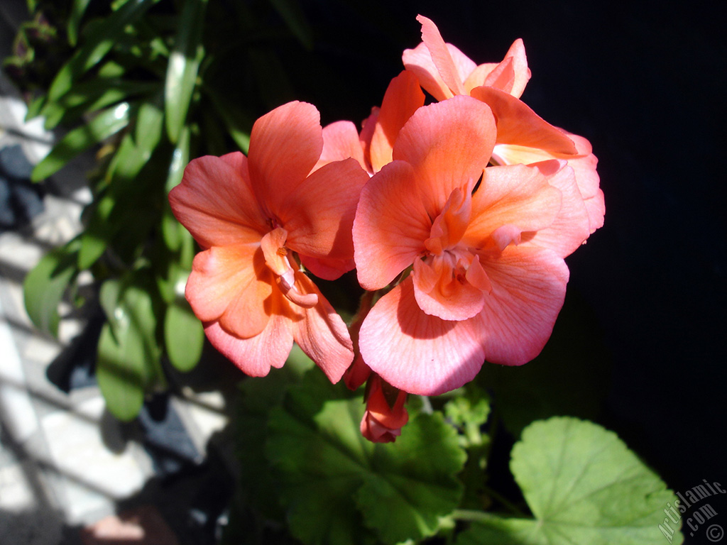 Red Colored Pelargonia -Geranium- Flower.
