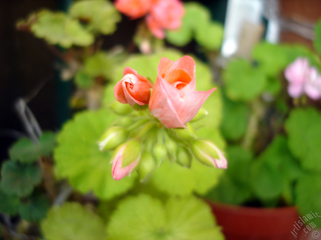 Newly coming out pink color Pelargonia -Geranium- flower.
