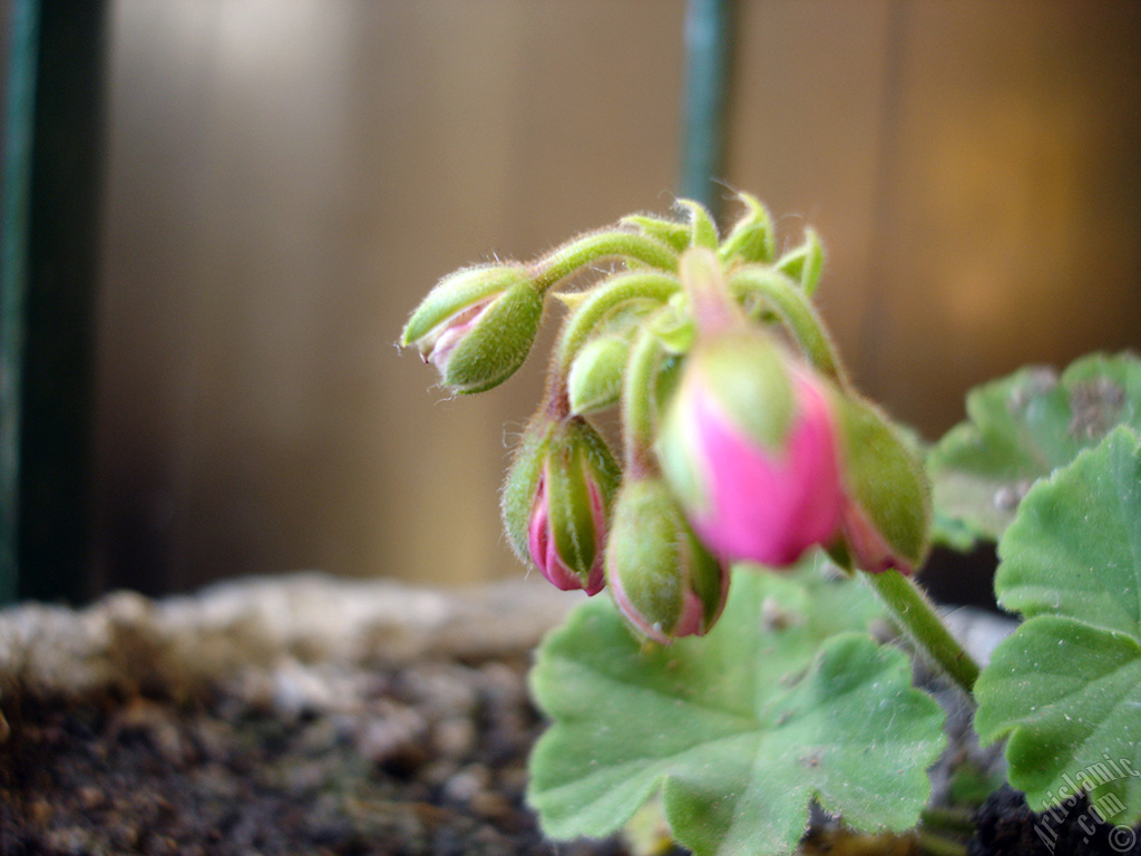Newly coming out pink color Pelargonia -Geranium- flower.
