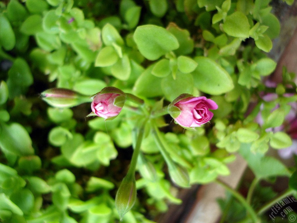 Newly coming out pink color Pelargonia -Geranium- flower.
