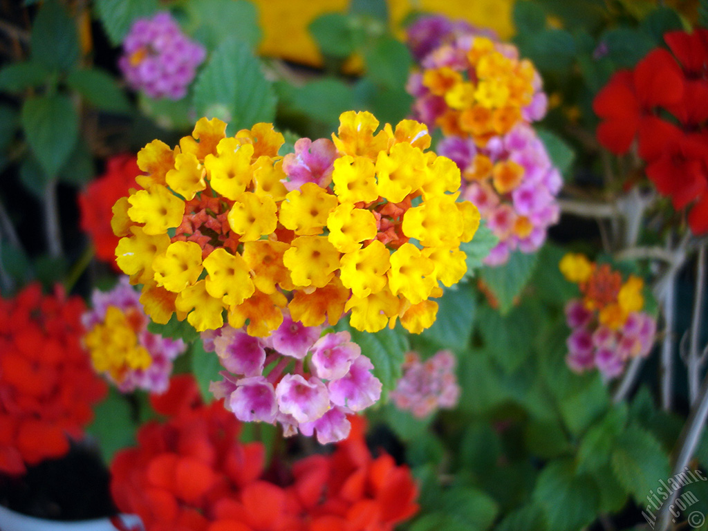 Lantana camara -bush lantana- flower.
