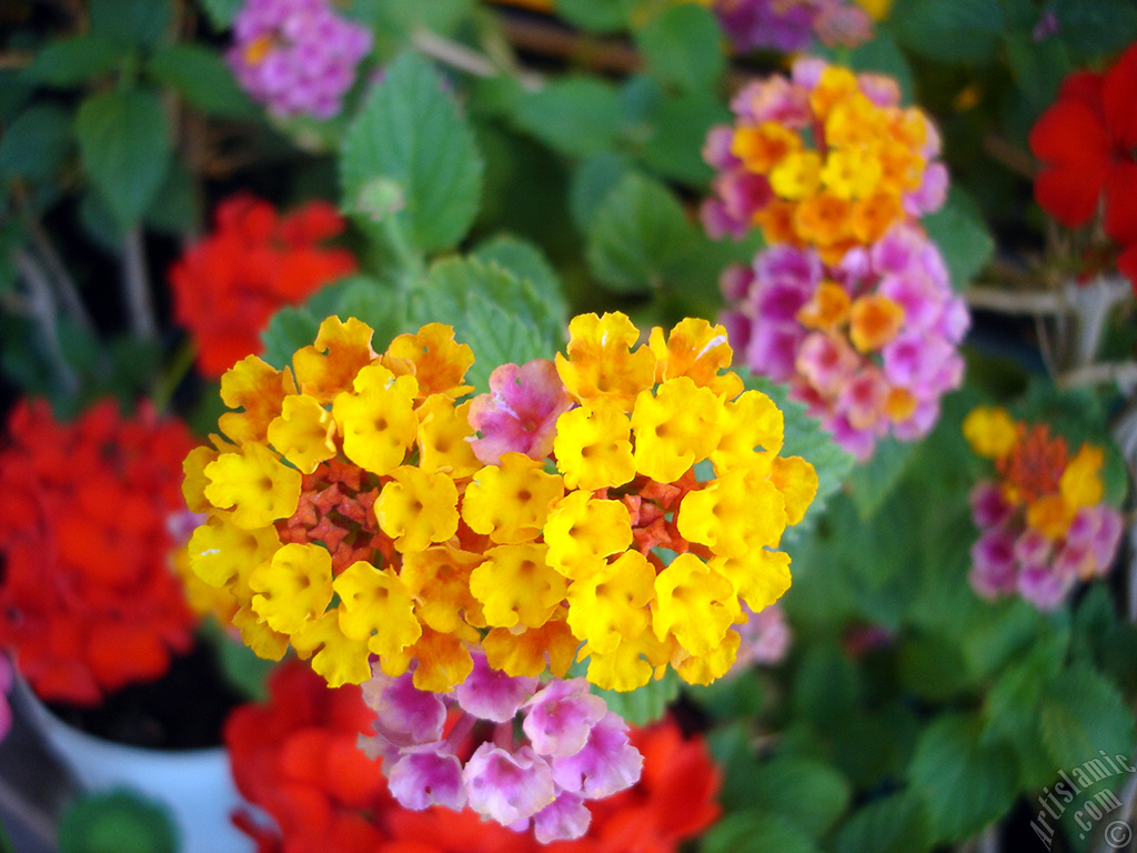 Lantana camara -bush lantana- flower.
