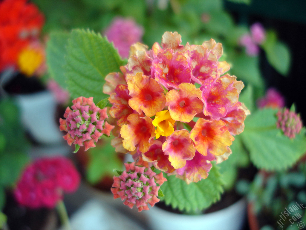 Lantana camara -bush lantana- flower.
