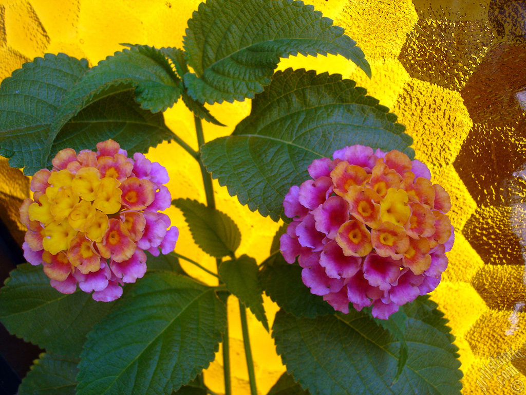 Lantana camara -bush lantana- flower.

