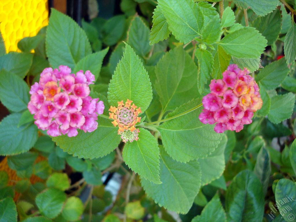 Lantana camara -bush lantana- flower.
