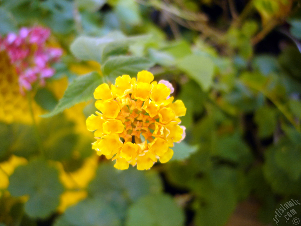 Lantana camara -bush lantana- flower.
