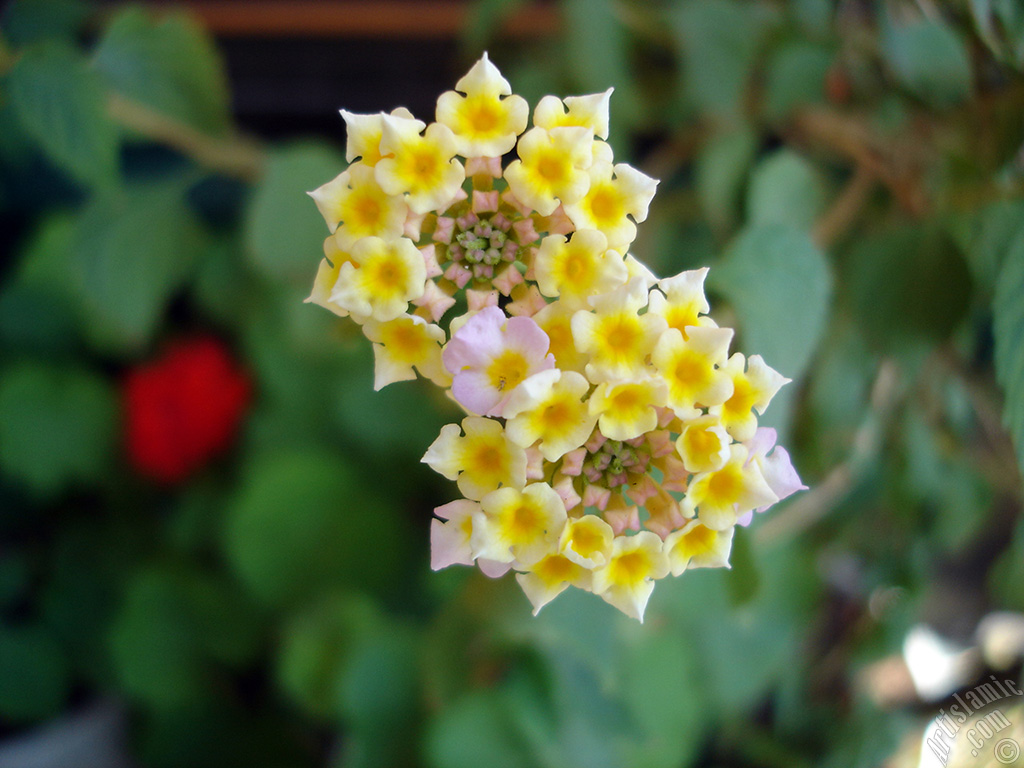 Lantana camara -bush lantana- flower.
