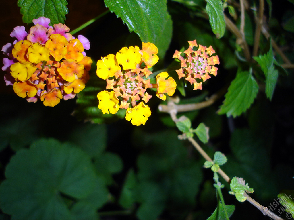 Lantana camara -bush lantana- flower.
