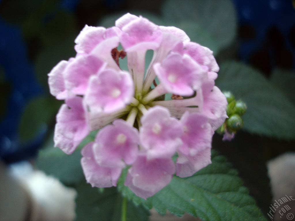 Lantana camara -bush lantana- flower.
