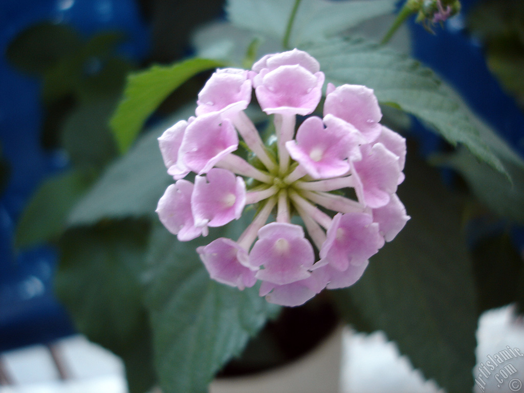 Lantana camara -bush lantana- flower.
