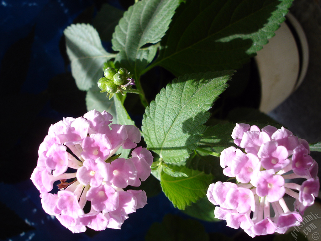 Lantana camara -bush lantana- flower.
