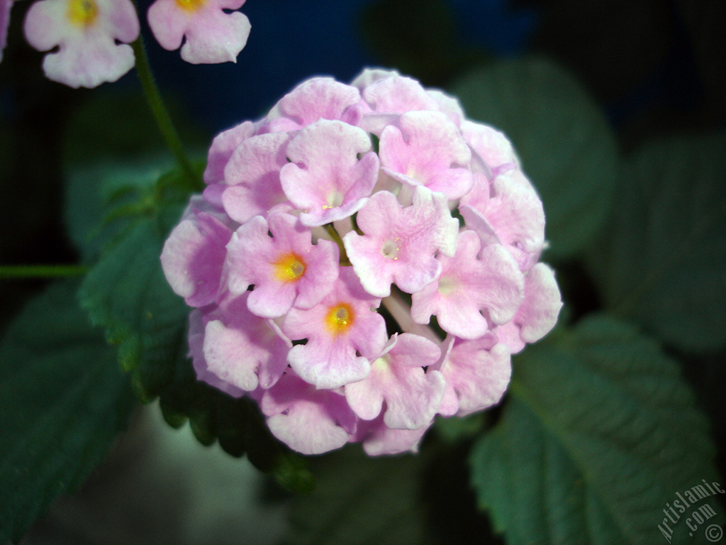 Lantana camara -bush lantana- flower.
