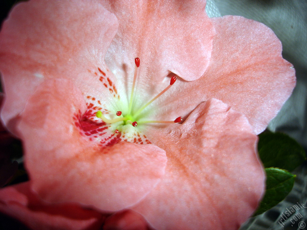 Pink color Azalea -Rhododendron- flower.

