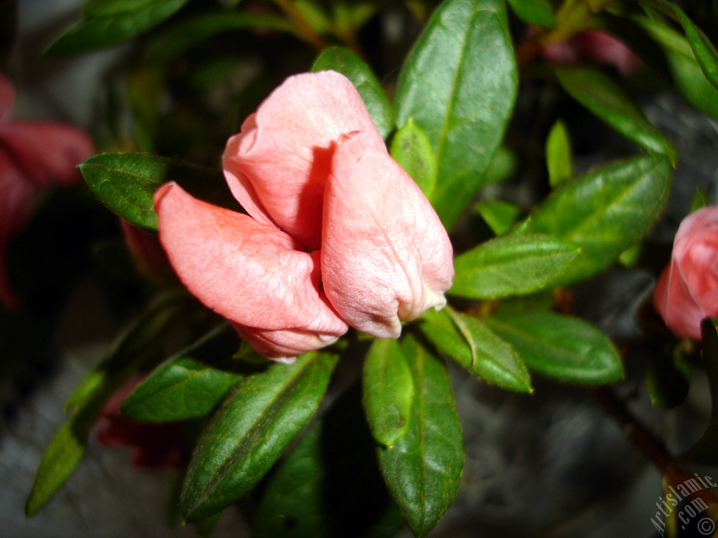 Pink color Azalea -Rhododendron- flower.

