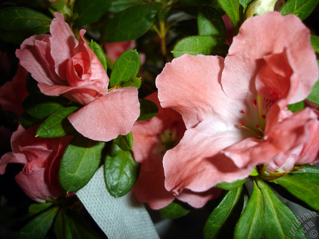Pink color Azalea -Rhododendron- flower.
