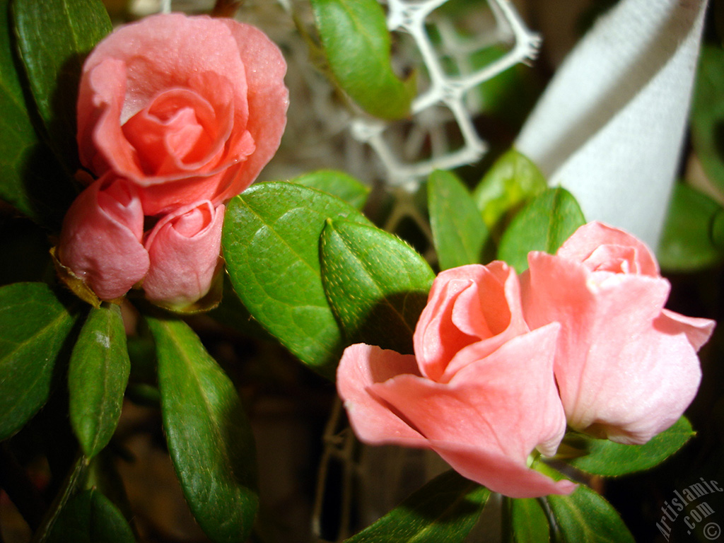 Pink color Azalea -Rhododendron- flower.
