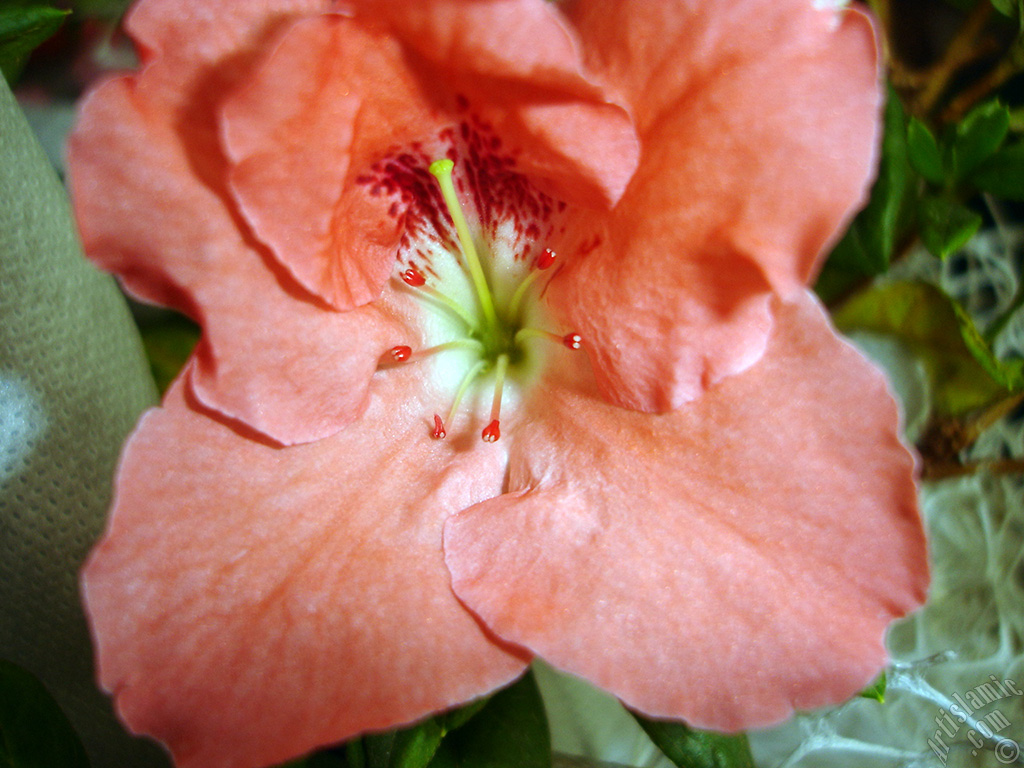 Pink color Azalea -Rhododendron- flower.
