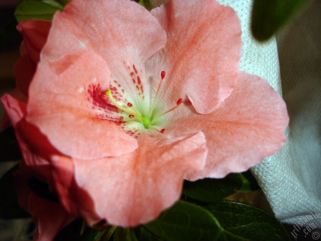 Pink color Azalea -Rhododendron- flower.
