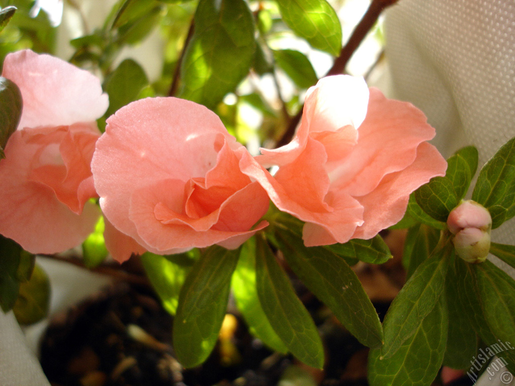 Pink color Azalea -Rhododendron- flower.
