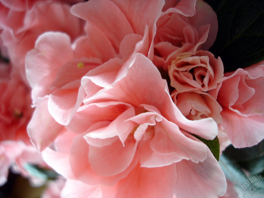 Pink color Azalea -Rhododendron- flower.
