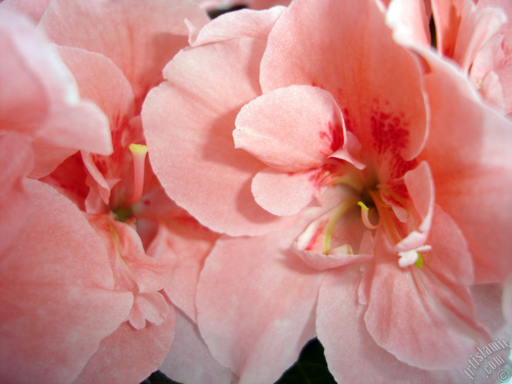 Pink color Azalea -Rhododendron- flower.
