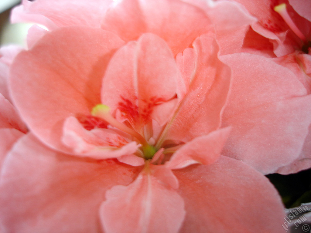 Pink color Azalea -Rhododendron- flower.
