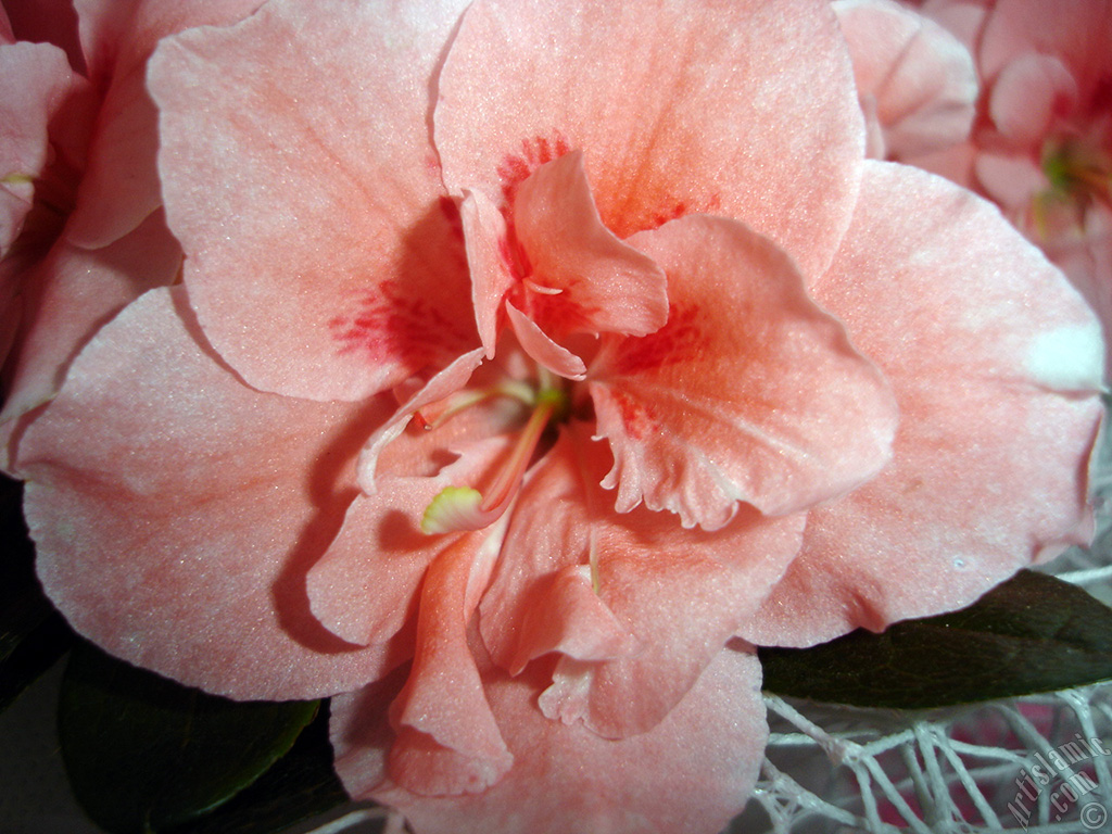 Pink color Azalea -Rhododendron- flower.
