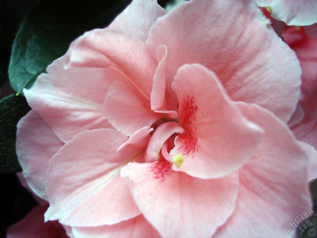 Pink color Azalea -Rhododendron- flower.
