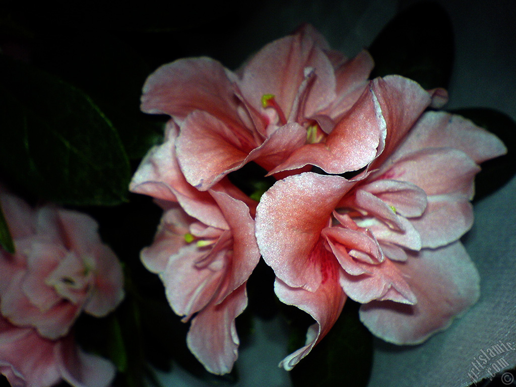 Pink color Azalea -Rhododendron- flower.
