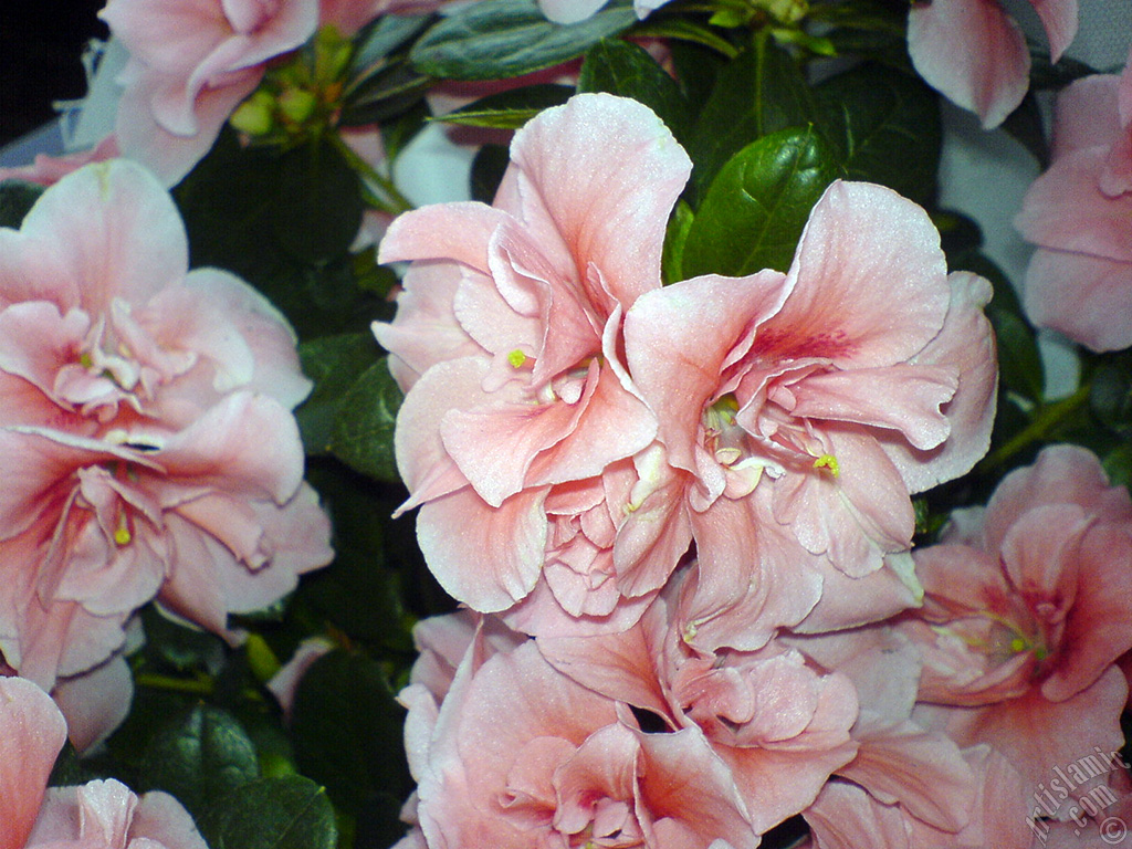 Pink color Azalea -Rhododendron- flower.
