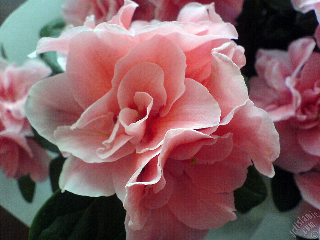 Pink color Azalea -Rhododendron- flower.
