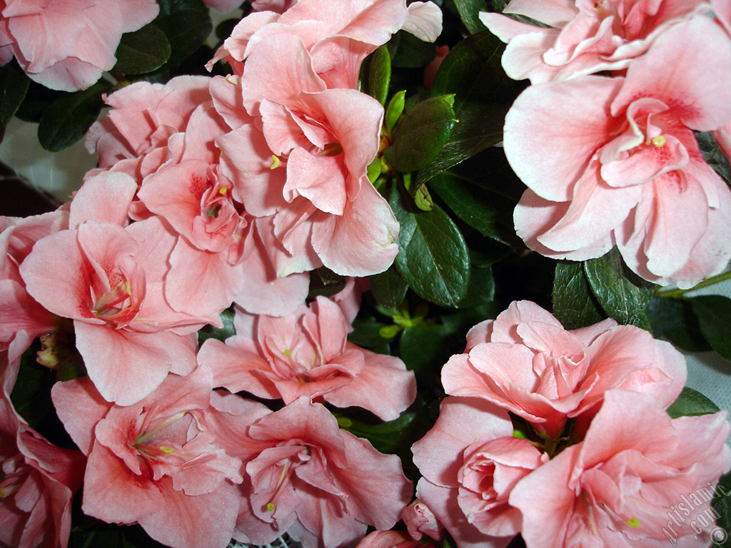 Pink color Azalea -Rhododendron- flower.
