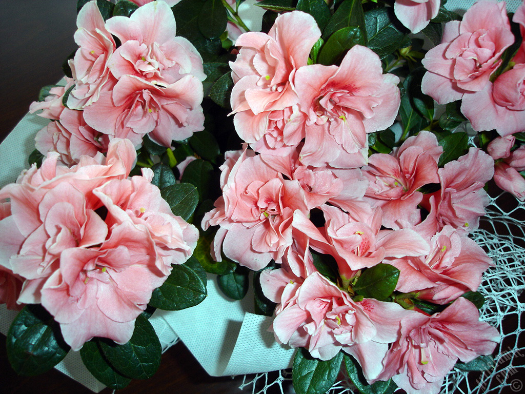 Pink color Azalea -Rhododendron- flower.
