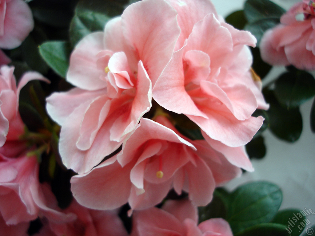 Pink color Azalea -Rhododendron- flower.
