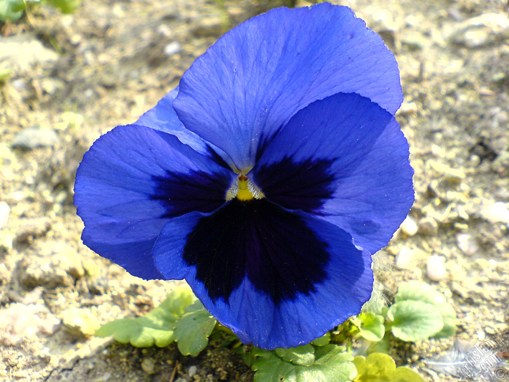 Dark blue color Viola Tricolor -Heartsease, Pansy, Multicoloured Violet, Johnny Jump Up- flower.
