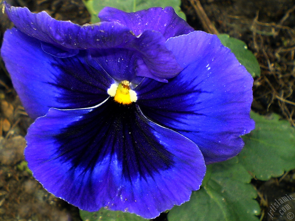Dark blue color Viola Tricolor -Heartsease, Pansy, Multicoloured Violet, Johnny Jump Up- flower.
