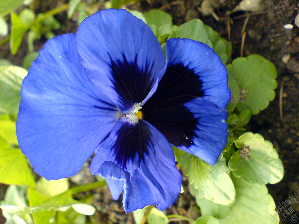 Dark blue color Viola Tricolor -Heartsease, Pansy, Multicoloured Violet, Johnny Jump Up- flower.
