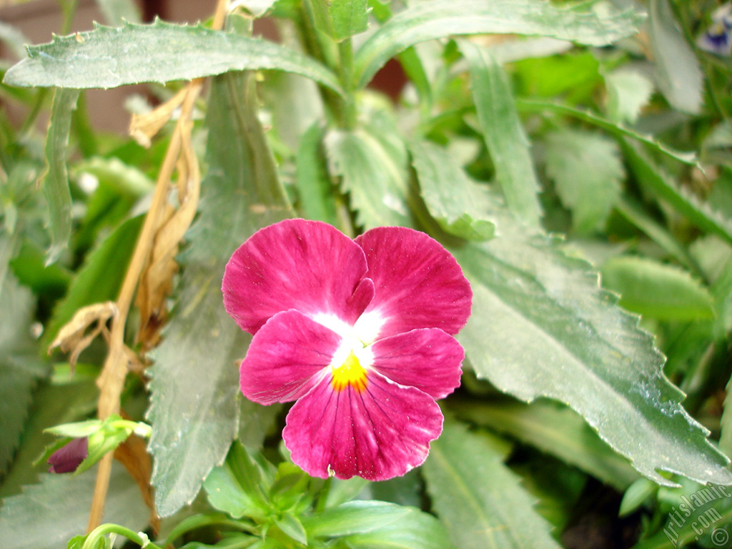 Burgundy color Viola Tricolor -Heartsease, Pansy, Multicoloured Violet, Johnny Jump Up- flower.
