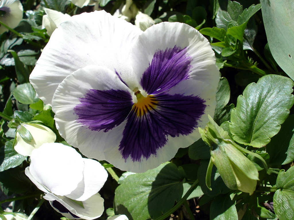 White color Viola Tricolor -Heartsease, Pansy, Multicoloured Violet, Johnny Jump Up- flower.

