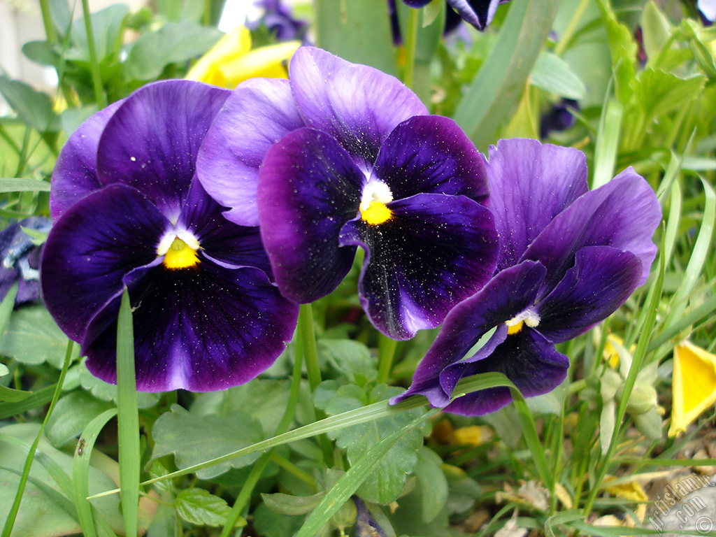 Purple color Viola Tricolor -Heartsease, Pansy, Multicoloured Violet, Johnny Jump Up- flower.
