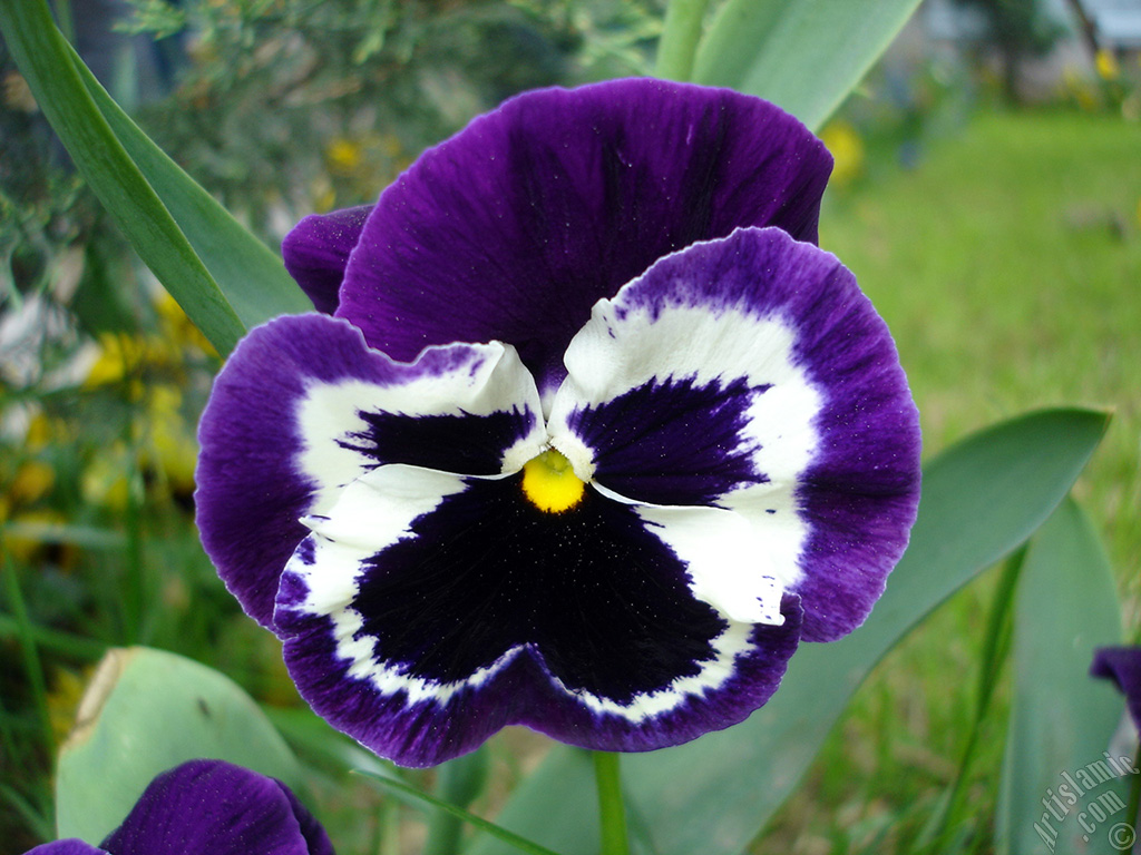 Purple color Viola Tricolor -Heartsease, Pansy, Multicoloured Violet, Johnny Jump Up- flower.
