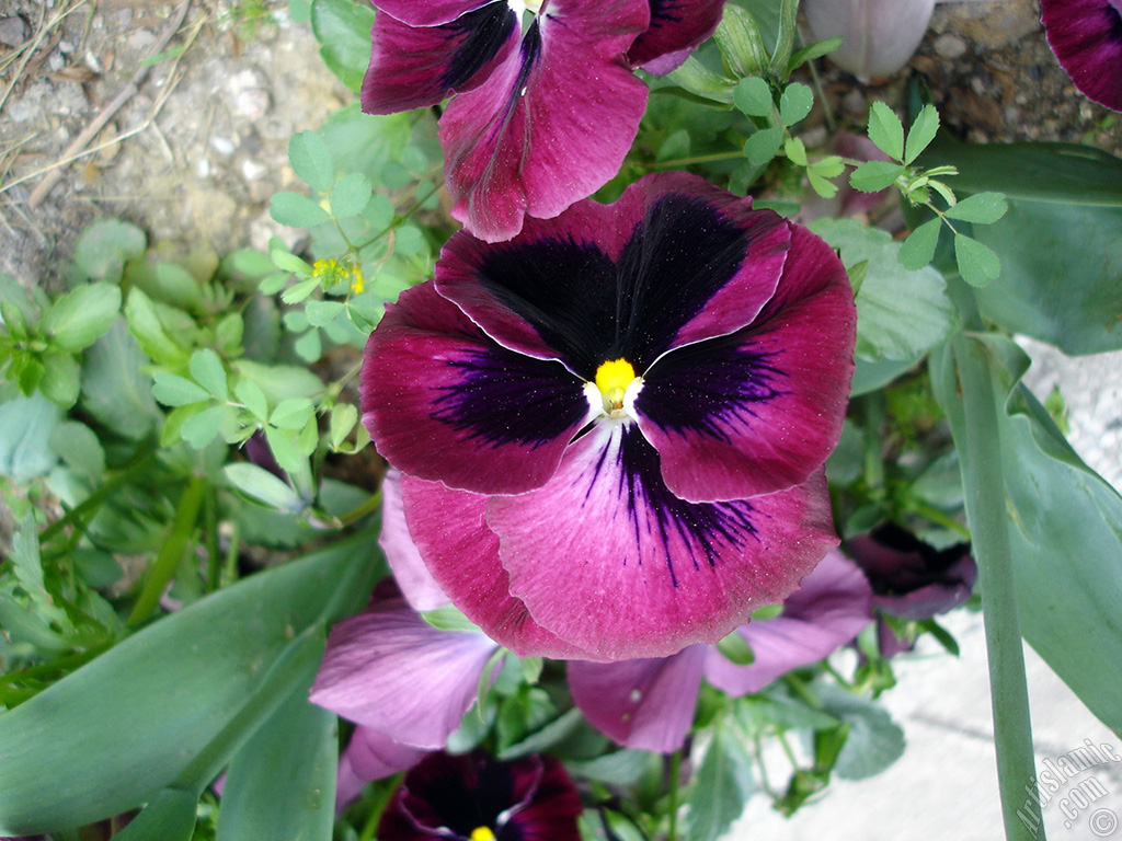 Burgundy color Viola Tricolor -Heartsease, Pansy, Multicoloured Violet, Johnny Jump Up- flower.
