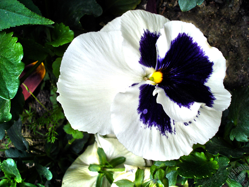 White color Viola Tricolor -Heartsease, Pansy, Multicoloured Violet, Johnny Jump Up- flower.
