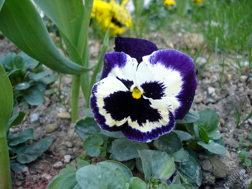 Purple color Viola Tricolor -Heartsease, Pansy, Multicoloured Violet, Johnny Jump Up- flower.
