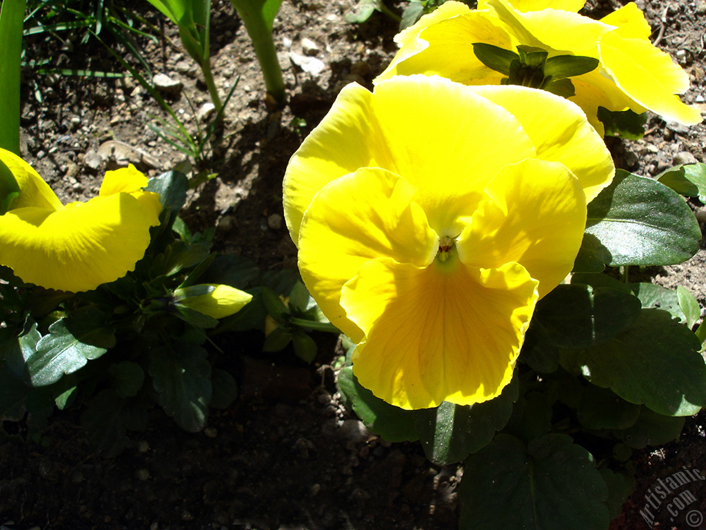 Yellow color Viola Tricolor -Heartsease, Pansy, Multicoloured Violet, Johnny Jump Up- flower.
