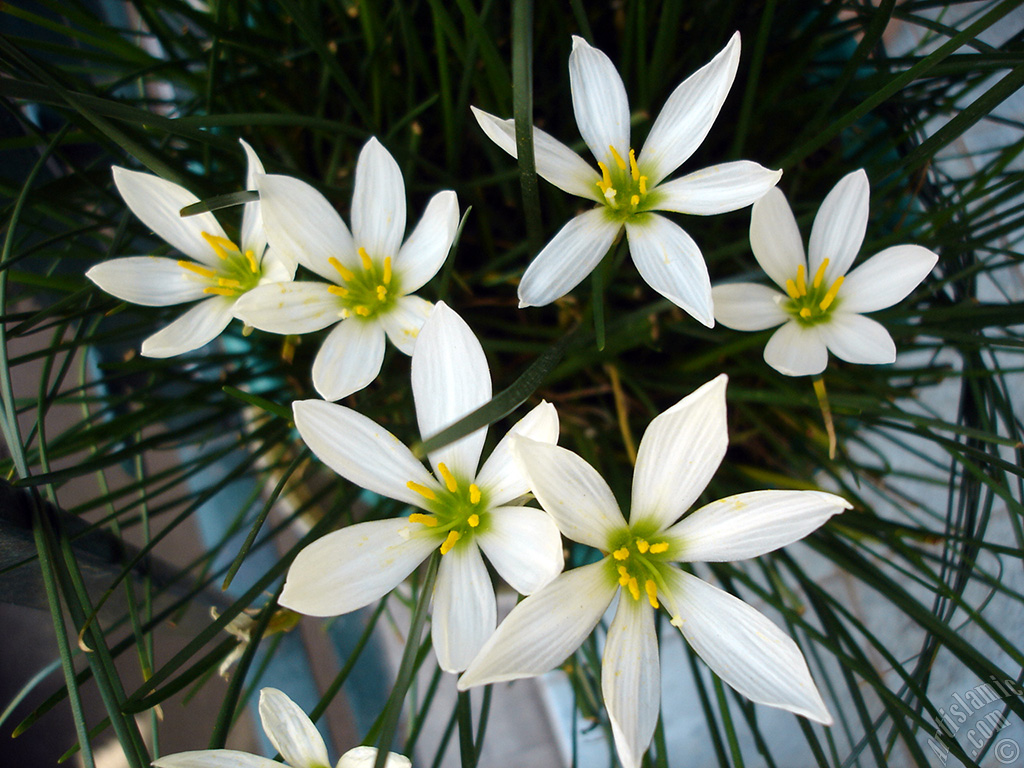 White color flower similar to lily.
